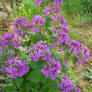 Purple flowers of the Money plant (Honesty plant, Silver Pennies, Moon Plant, Lunaria).