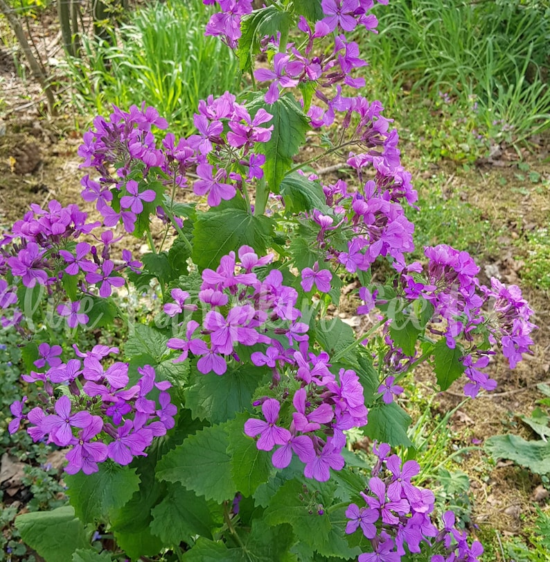 Purple flowers of the Money plant (Honesty plant, Silver Pennies, Moon Plant, Lunaria).