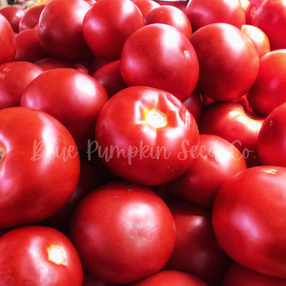 Early Girl Tomato F1 Hybrid Indeterminate French Better Etsy