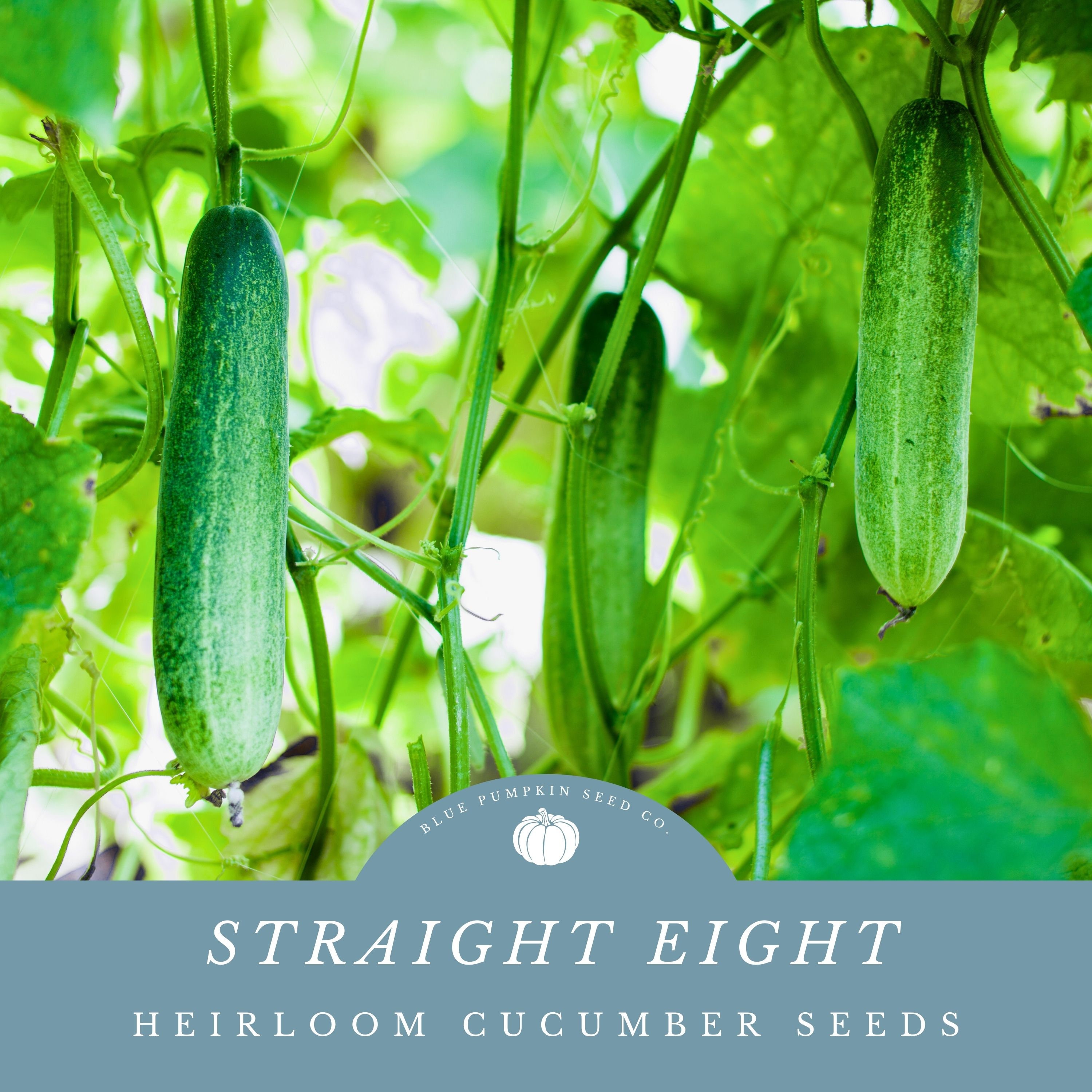 30+ Straight Eight Cucumber Seeds, Non-GMO, Heirloom