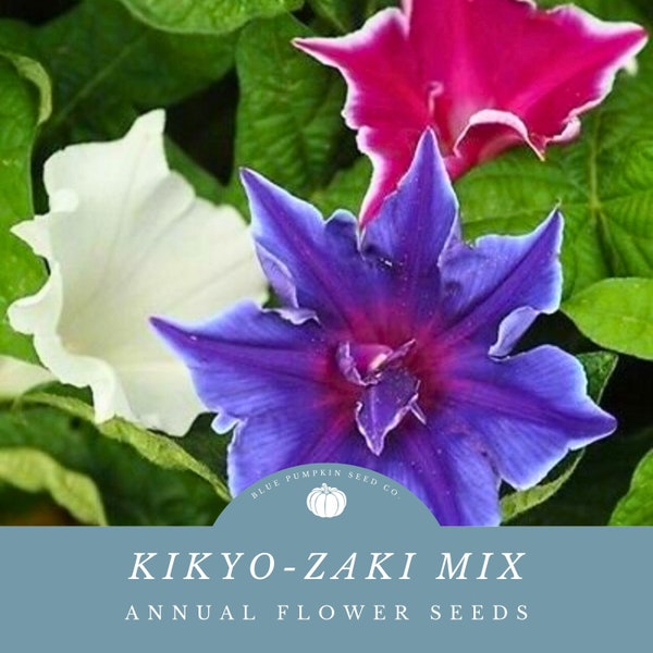 Kikyo-zaki Japanese morning glory seed mix: Japanese morning glory, Picotee flower, Asian flower, Kikyo-Zaki, morning glory, morning glories