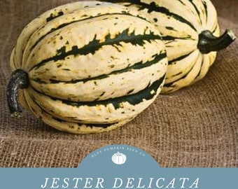 Jester Delicata squash (F1/c.pepo) seeds: peanut squash, Bohemian squash, non gmo, squash seeds, Fall squash, Autumn squash