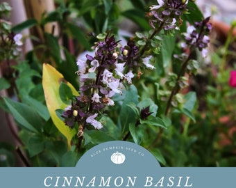 Cinnamon Basil Seeds: Grow Your Own Aromatic basil plants with a flavorful twist