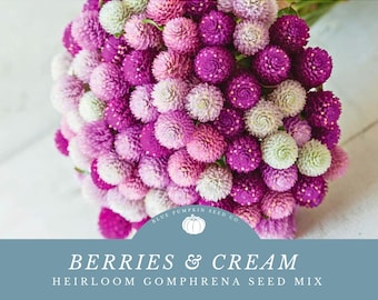 Gomphrena / Berries & Cream seed mix (annual/ heirloom): Mixed Gomphrena seeds, Globe Amaranth,