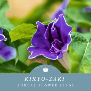 Kikyo-zaki Japanese morning glory seeds: Blue Japanese morning glory, morning glory, star flower, kikyozaki, kikyo-zaki