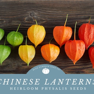 May include: A row of Chinese lanterns in various stages of ripeness, from green to orange, on a wooden surface. The text "CHINESE LANTERNS HEIRLOOM PHYSALIS SEEDS" is displayed below the lanterns.