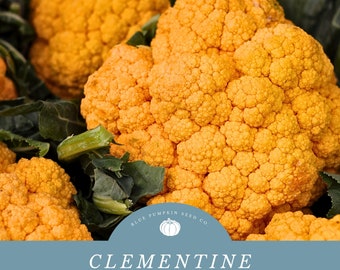 Clementine Cauliflower Seeds - Grow Delicious Orange Cauliflower - Heat Tolerant and Easy to Grow!
