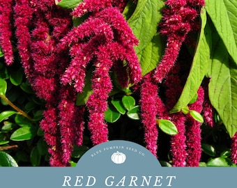 Red Amaranth Seeds: Grow Edible Grain Filled Amaranth Blooms- Edible leaves and grains - Perfect for Ornamental Use.