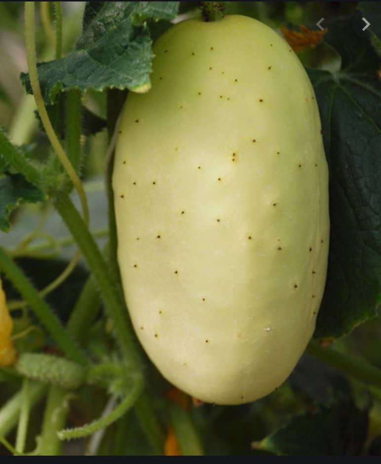 Organic Salt and Pepper Cucumber Seeds White Cucumber Seeds Etsy
