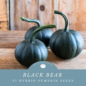 May include: Three dark green acorn squash with long stems on a wooden surface. The text "BLACK BEAR F1 HYBRID PUMPKIN SEEDS" is on a blue background with a white circle containing a pumpkin graphic and the text "BLUE PUMPKIN SEED CO."