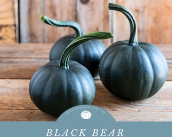 Black Bear F1 Pumpkin - Remarkable Black Color and High Black Bear F1 Pumpkin - Remarkable Black Color and High