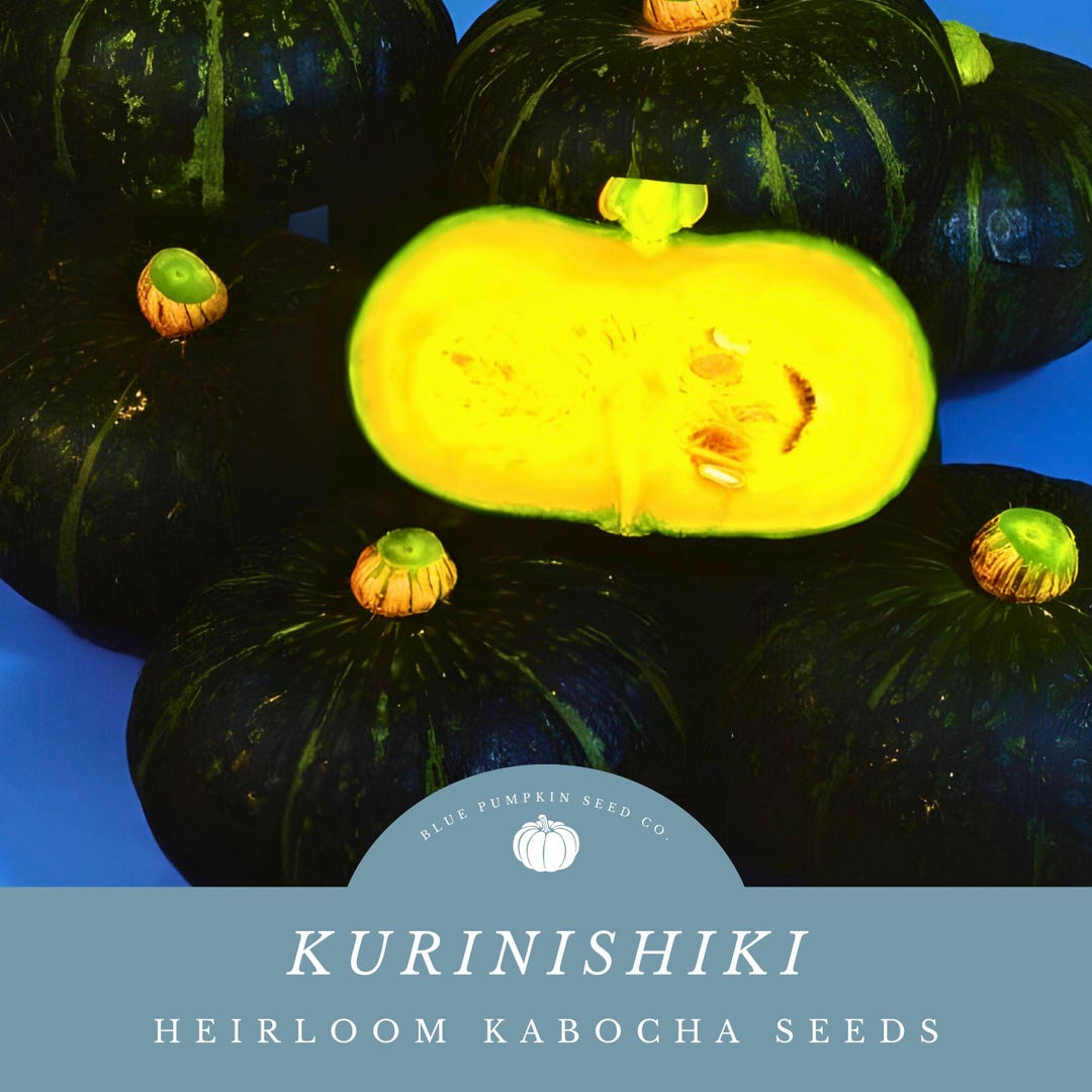 Kurinishiki F1 Kabocha Seeds - Japanese Winter Squash - Sweet & Savory ...