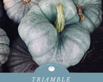 Triamble pumpkin (heirloom/OP/c.maxima) seeds: Shamrock squash, Australian heirloom, blue pumpkin, green pumpkin, pumpkin seeds