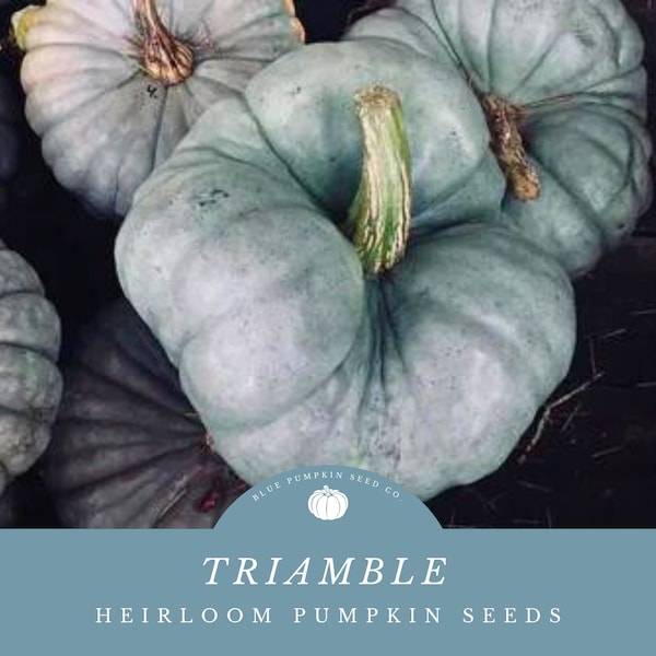 Triamble pumpkin (heirloom/OP/c.maxima) seeds: Shamrock squash, Australian heirloom, blue pumpkin, green pumpkin, pumpkin seeds