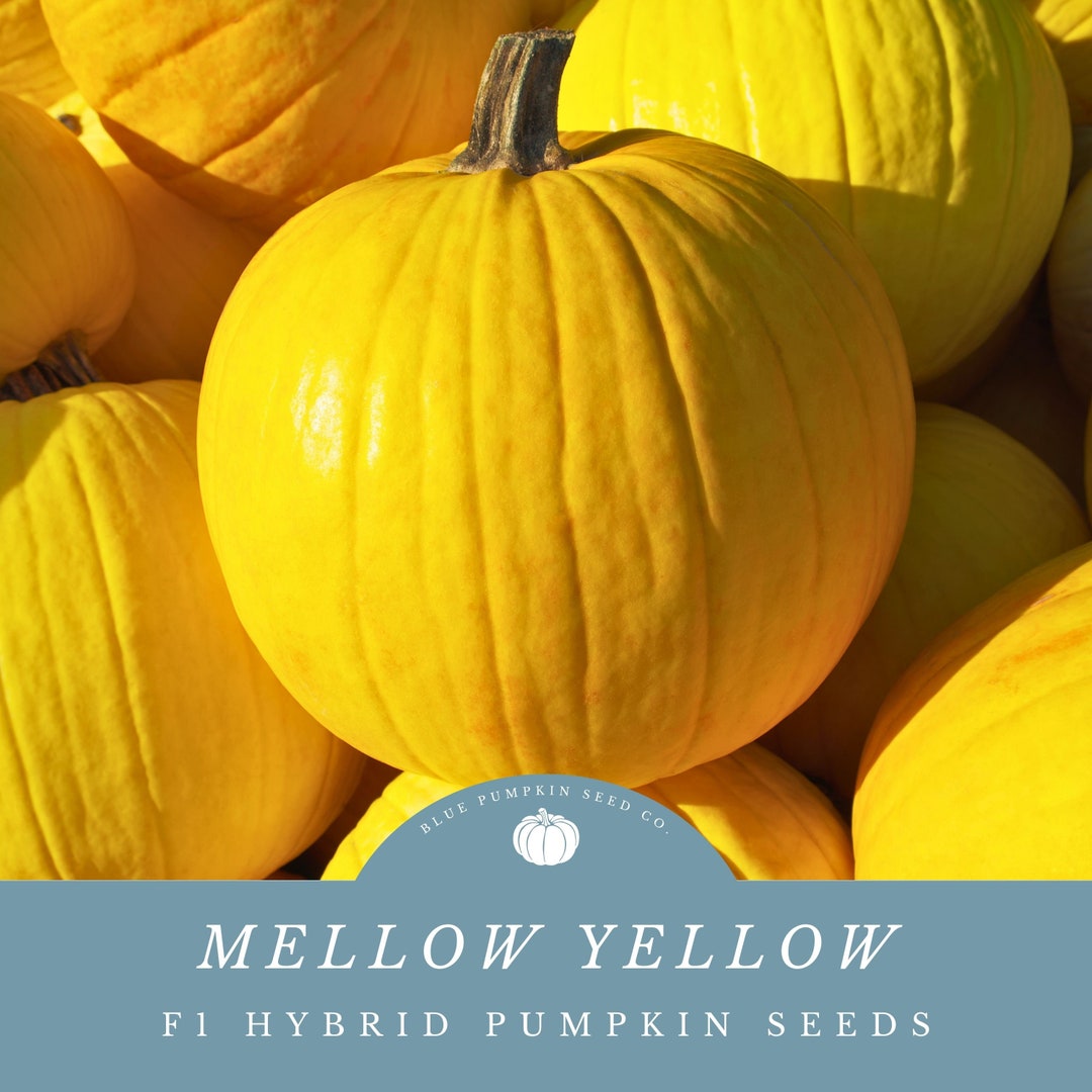 Mellow Yellow Pumpkin (f1/c.pepo/pmr) Seeds: Yellow Pumpkins, Hybrid