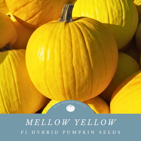 Mellow Yellow pumpkin (F1/c.pepo/PMR) seeds: Yellow pumpkins, hybrid pumpkin, ornamental pumpkin, Autumn ornamental, pumpkin seed