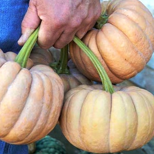 Kikuza pumpkin (organic/ rare heirloom/c.moschata) seeds: Maschata, Hikata musk Hayato, Hikata, Curcubita macrocarpa, Hayato, pumpkin seeds