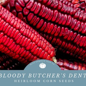 May include: Close-up of red heirloom corn kernels. The corn is called "Bloody Butcher's Dent" and is sold by Blue Pumpkin Seed Co.