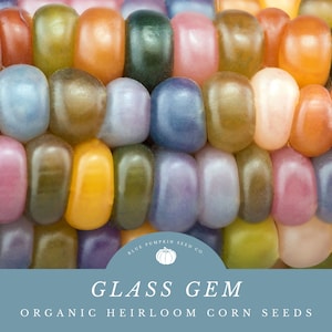 Glass Gem Corn Seeds (organic) : Glass corn, rainbow corn, heirloom corn, non gmo corn, Indian corn, ornamental corn, decorative corn