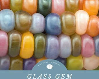 Glass Gem Corn Seeds (organic) : Glass corn, rainbow corn, heirloom corn, non gmo corn, Indian corn, ornamental corn, decorative corn