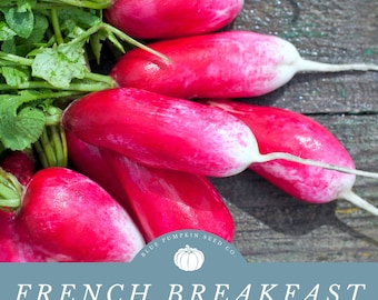 French Breakfast Radish seeds: Grow Organic French Heirloom Radishes In Containers - Perfect for Square-Foot Gardening