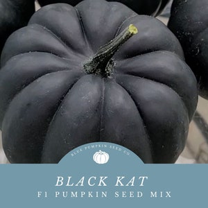 Black Kat F1 Pumpkin Seeds: Grow Black Pumpkins for Sinister Halloween Decor & Painted Jack-O-Lanterns