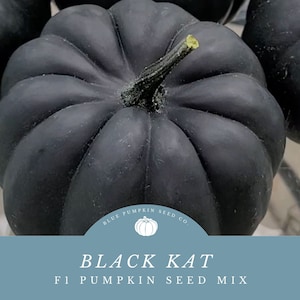 Black Kat F1 Pumpkin Seeds: Grow Black Pumpkins for Sinister Halloween Decor & Painted Jack-O-Lanterns