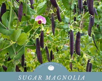 Sugar Magnolia Pea (heirloom) seeds: Purple Pea pods, Purple Pea Flower, heirloom pea seeds