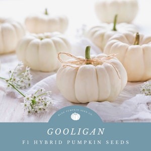 Gooligan pumpkin (F1 / PMR/c.pepo) seeds: Mini white pumpkin, ghost pumpkin, casperita type pumpkin, decoration, squash, seeds, ornamental