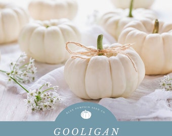 Gooligan pumpkin (F1 / PMR/c.pepo) seeds: Mini white pumpkin, ghost pumpkin, casperita type pumpkin, decoration, squash, seeds, ornamental
