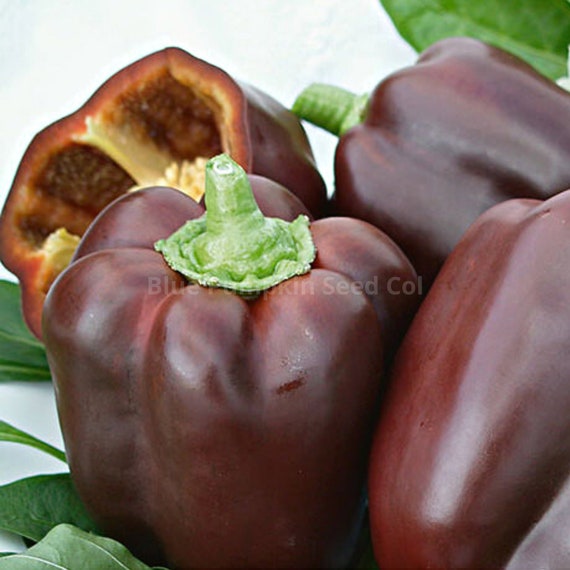 Mezcla De Semillas De Pimiento Morrón Mini – Pepper Joe's