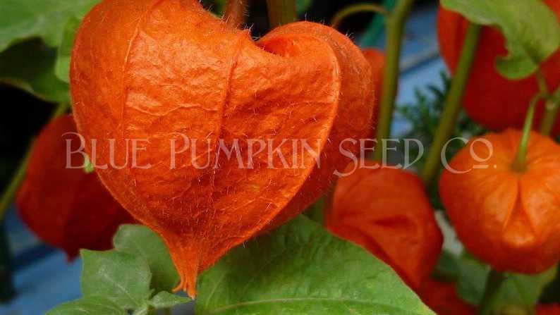 20 graines AMOUR EN CAGE Physalis Franchetii G269 CHINESE LANTERN PLANT SEEDS 