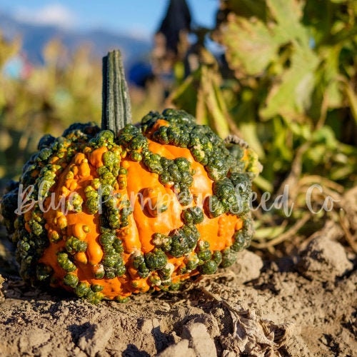 【WOOHWA】PUMKIN MINI SK Wee-B-Little - Mini Pumpkin Seed | Johnny's Selected Seeds