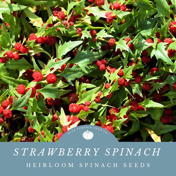 Strawberry Spinach seeds (heirloom): strawberry blite, goosefoot, indian ink, Indian paint, beet berry, berry spinach, spinach seeds