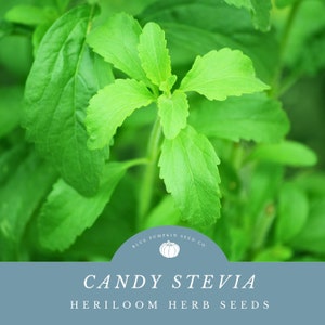 Candy Stevia Seeds: Grow Your Own Sweetness-for Indoor or Outdoor Gardens