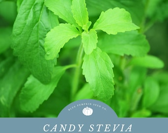 Candy Stevia Seeds: Grow Your Own Sweetness-for Indoor or Outdoor Gardens