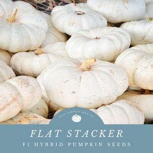 Flat Stacker (F1) Pumpkin Seeds: Unique Ivory Color & Increased Yields - Perfect for Elegant Displays!