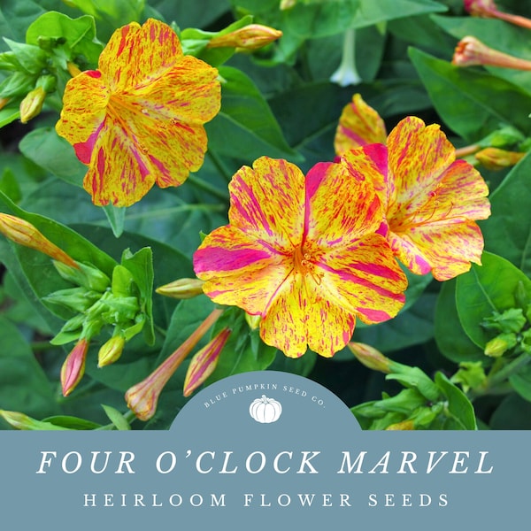 Four O'Clock Marvel of Peru Seeds: Fragrant Trumpet Blooms in a Rainbow of Colors - Aztec Flowers