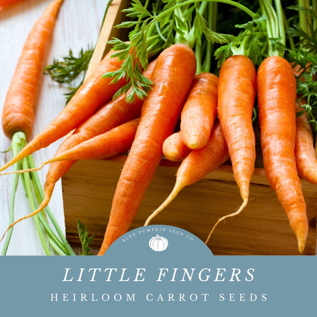Little Fingers Carrot op/heirloom Danvers Little Fingers, Fingerling