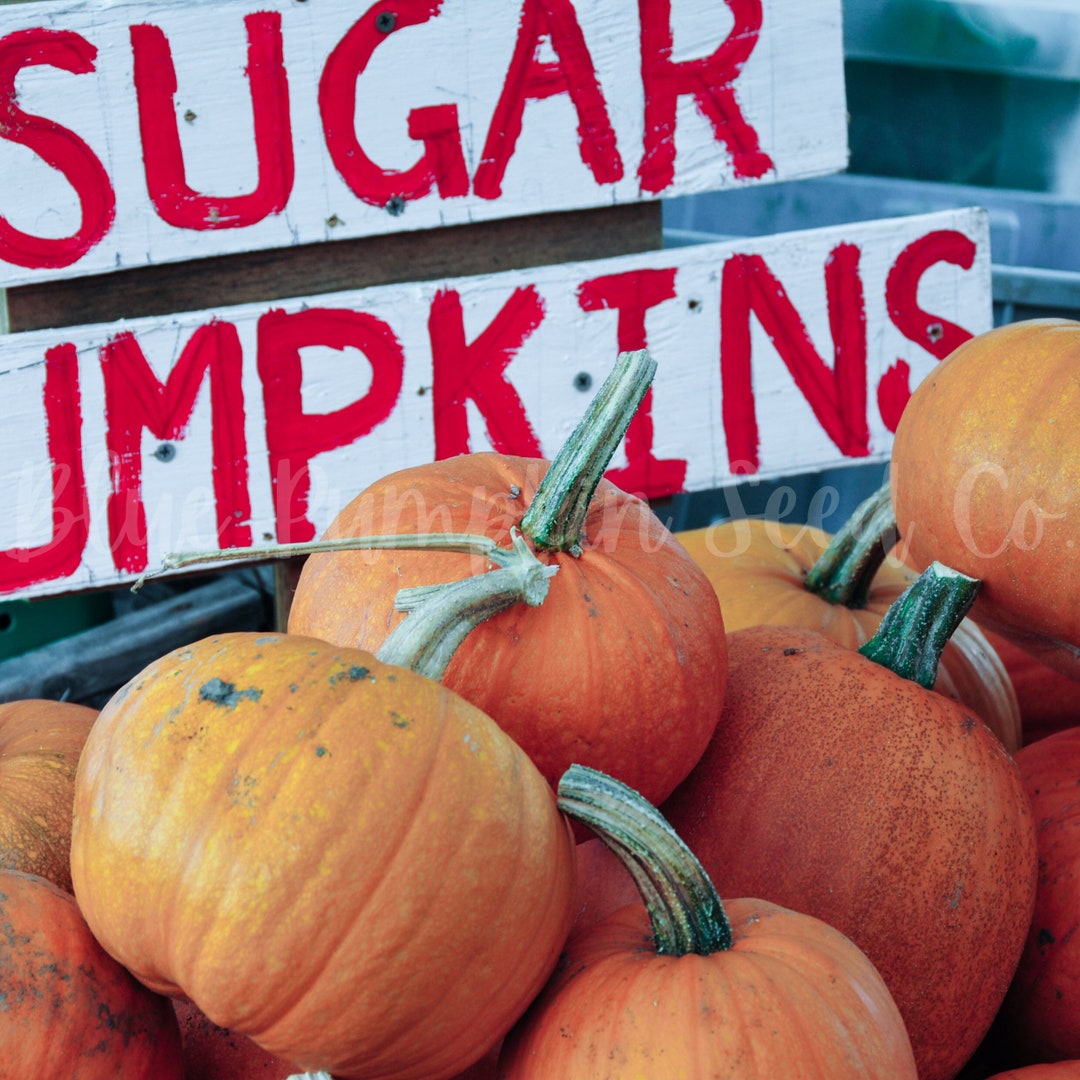 Sugar Pumpkin heirloom/c.pepo Seeds Pie Pumpkin Seeds New Etsy