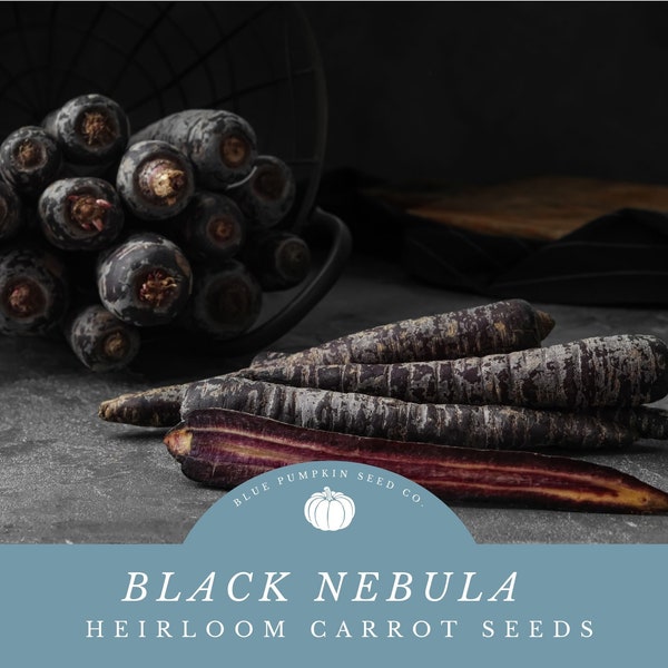 Black Nebula Carrot seeds: Grow Your Own Exquisite Black Nebula Carrots - Unique Dark Purple Color