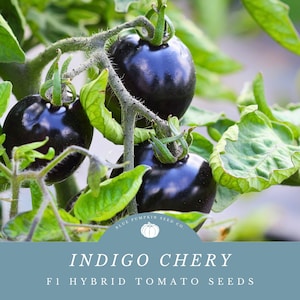 Indigo Cherry Drop tomato (f1 hybrid, indeterminate, Certifed organic by MOFGA): Indigo tomato, indeterminate tomato seeds