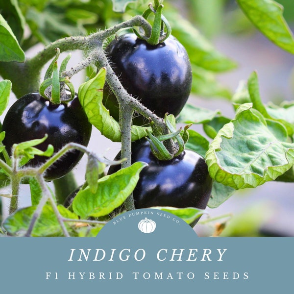 Indigo Cherry Drop tomato (f1 hybrid, indeterminate, Certifed organic by MOFGA): Indigo tomato, indeterminate tomato seeds