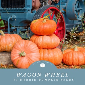 May include: A stack of orange pumpkins in front of a blue vintage tractor with a red wheel. The pumpkins are labeled "Wagon Wheel F1 Hybrid Pumpkin Seeds" with a logo for Blue Pumpkin Seed Co.