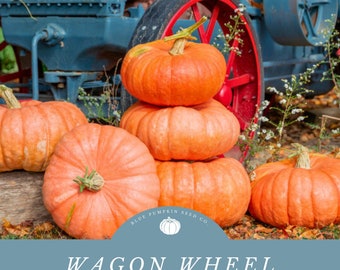 Wagon Wheel F1 pumpkin seeds: 20-40 Lb. Pastel Orange Flat Stacking Pumpkins- Disease Resistant!