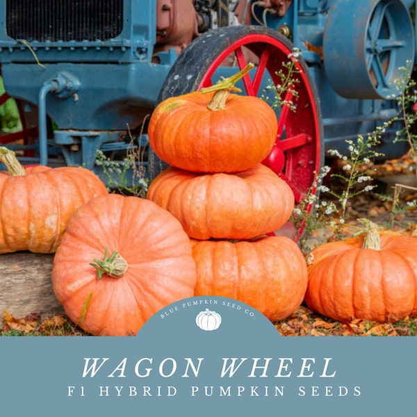 Wagon Wheel F1 pumpkin seeds: 20-40 Lb. Pastel Orange Flat Stacking Pumpkins- Disease Resistant!