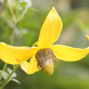 A single Golden Clematis bloom