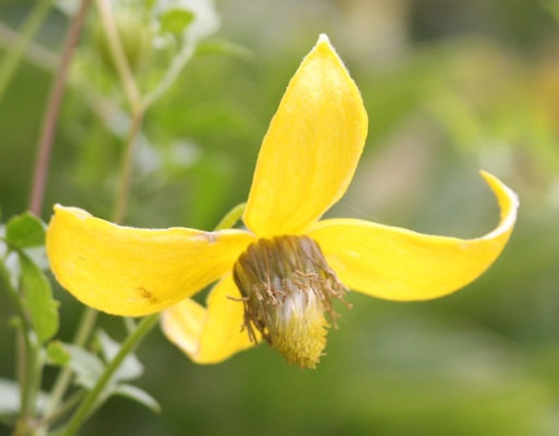 A single Golden Clematis bloom