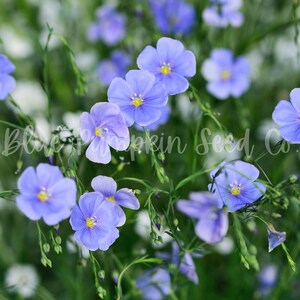 Light purple Flax plant flowers.
