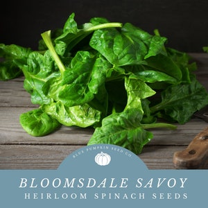 Bloomsdale Savoy Spinach seeds: Grow Your Own Nutrient-Rich Bloomsdale Savoy Spinach